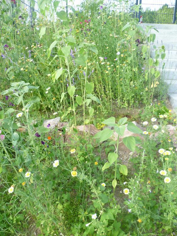 Appartamento Storchennest Bad Säckingen Esterno foto